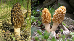 Most Expensive & Rare Mushroom Found in India, Which Comes at a Price of Rs. 40,000 Per KG