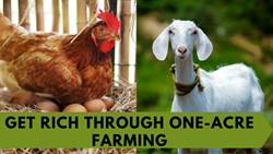 How to Turn Your One-Acre Farm into a Profitable Venture: Successful Small-Scale Farming