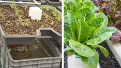 Aquaponics Vs Hydroponics- Know About The Differences 