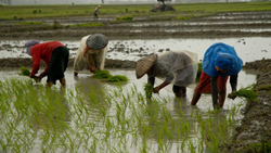 BJP Kisan Morcha Celebrates 3rd Farmer's Day, Advocates for Agriculture Advancements in Meghalaya