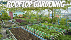 How To Do Rooftop Gardening? – Tips and Benefits