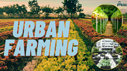 Urban Farming And Its Potential To Provide Fresh Produce To Communities In Urban Areas