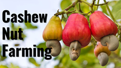 Complete Guide to Successful Cashew Nut Farming- Plantation, Care, and Harvesting Techniques