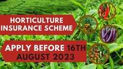 Horticulture Crop Insurance: Horticulture Farmers to Get these 7 Crops Insured, Apply to Avail Benefits Now