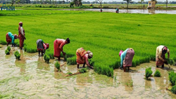 Different Paddy Cultivation Methods Used in South India