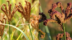 Odisha Becomes First in India to Release Four Finger Millet (Ragi) Landraces