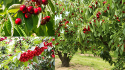 How to Successfully Grow Cherries at Home?- Follow Step-by-Step Guide 