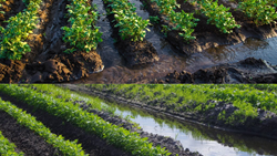 Sub Irrigation or Seepage Irrigation: A Comprehensive Overview of Benefits, Methods, and Challenges