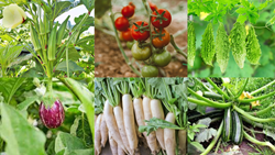 Rainy Season Vegetables You Can Easily Grow at Home: Farming Tips