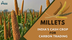 Millets: India's Potential Cash Crop for Carbon Trading, Boosting Revenue Generation