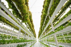 US Opens Vertical Farming Giant