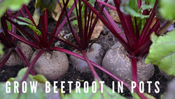 A Comprehensive Guide to Growing Beetroots in Pots- Easy Steps from Seed to Harvest