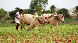 Gujarat Cabinet Announces Relief for Farmers in 13 Districts Affected by Unseasonal Rains