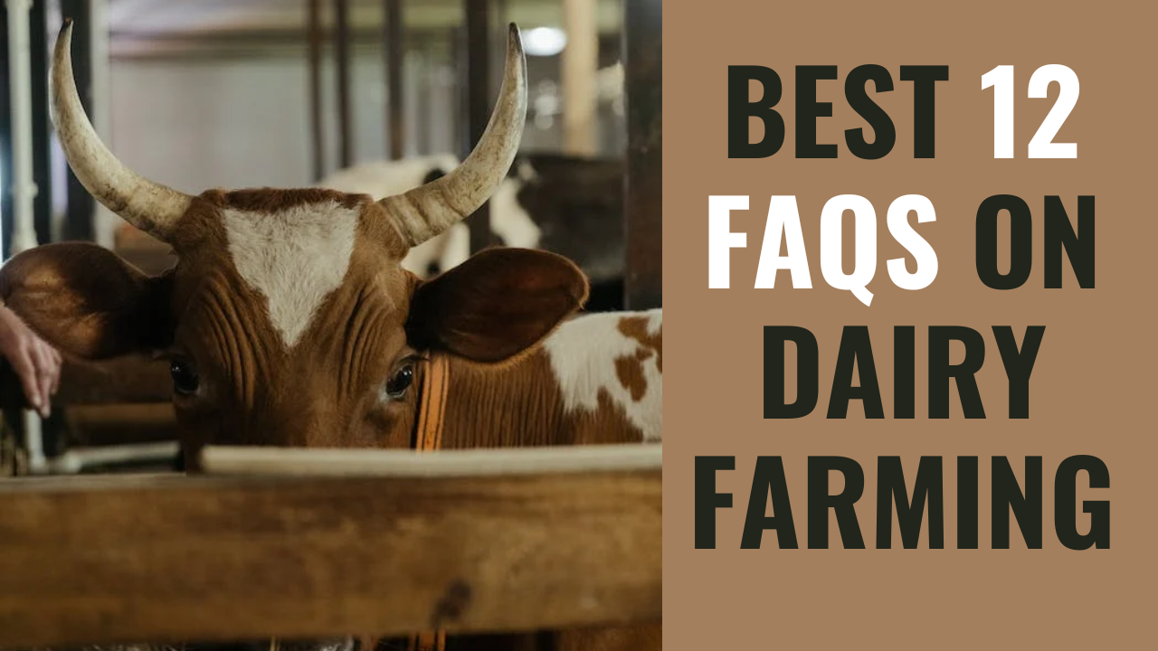 Best 12 Frequently Asked Questions (FAQs) On Dairy Farming: Beginner’s ...