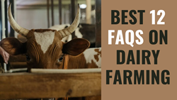 Best 12 Frequently Asked Questions (FAQs) on Dairy Farming: Beginner’s Guide