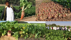 Fodder Beet Cultivation: Reshaping Livestock Nutrition in Challenging Indian Climates