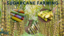  Successful Sugarcane Farming: Follow these Steps to Maximize the Yield