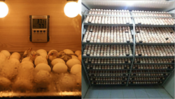 Poultry Incubators: A Step-by-Step Guide to Hatching Healthy Chicks- Know Types, the Right Choice, & Process 