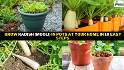 Grow Radish (Mooli) in Pots at Your Home in 10 Easy Steps 