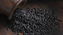  Black Rice- Exploring India's Most Expensive Rice