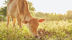 Essential Tips for Caring for Farm Animals During the Summer Heat