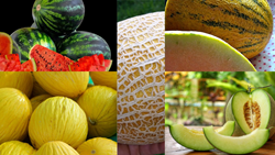 Exploring the World's Top 5 Popular Varieties of Melon 