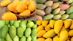 A Mango Lover's Paradise: Exploring India's Top 12 Sweetest Mango Varieties