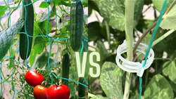 Creeper Nets Vs Clips: Which is the Best Option for Climbing Vegetable Plants?