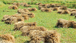 Rain Hits Livestock Farmers As Price Of Dry Fodder Increases