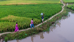 Feeding the Nation: Bihar's Vital Role in India's Agricultural Sector