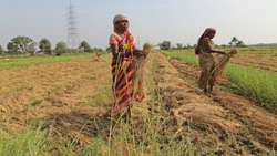 Government Delays Crediting Amounts for Farm Loans up to ₹50,000, Farmers Await Relief