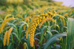 India's Plans For The International Year of Millets