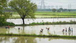 Haryana Govt Launches Upgraded E-Kshatipurti Portal for Flood-Affected Crops & Livestock