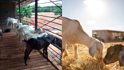 Know About the Govt Schemes & Subsidies Empowering Goat Farming for Farmers