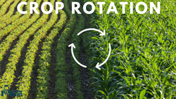 Crop Rotation: A Game-Changer for Farmers - Benefits and Effective Implementation