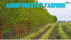 Understanding Agroforestry Farming: Benefits, Challenges, & Role in Sustainable Agriculture