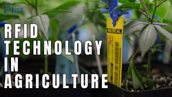 Radio Frequency Identification (RFID) Technology in Agriculture- Know About its Benefits and Application 