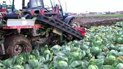 Cabbage Harvester-Use and Advantages of This Effective Machine