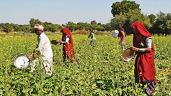 Congress Govt To Launch an Initiative to Let Farmers Assess Damage To Crops On Their Own