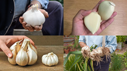 Elephant Garlic: Farming Tips for Growing These Monster Bulbs in Your Garden