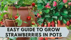 Easy Tips to Grow Strawberry in Pots: A Simple Planting Guide