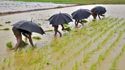 India Anticipates Normal Monsoon, Relieving Concerns Over Growth