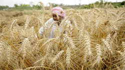 Fresh Rain Adds Trouble To Haryana Farmers Ahead Of Wheat Harvesting