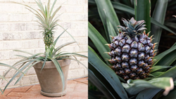 An Easy Guide to Growing Pineapples in Pots at Home