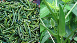 Some Basic Tips for a Successful Okra (Bhindi) Farming in India