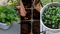 A Firm Guide to Grow Coriander in Your Balcony