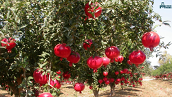 Top Equipment Required for Growing Tasty Pomegranates