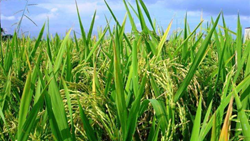 Kharif Crop Sowing Surpasses 1088 Lakh Hectares, With Rice Leading the Way