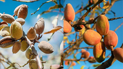 Easy Step-by-Step Guidance to Successful Almond Farming