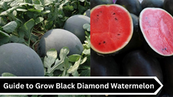 Have You Heard of Black Diamond Water Melon? - Easy Guide to Boost Income